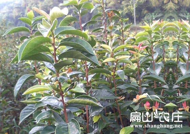 紅果油茶苗批發(fā)