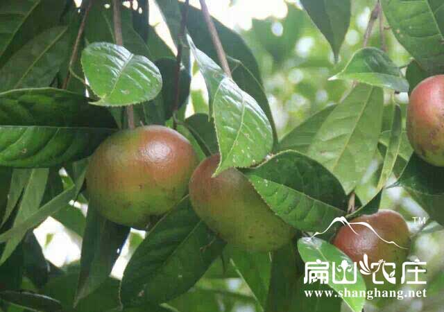 高產(chǎn)紅果茶由樹(shù)果子