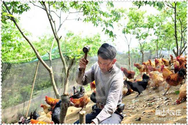 龍巖純生態(tài)養(yǎng)殖土雞