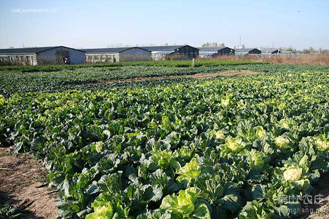 中國野雞養(yǎng)殖基地