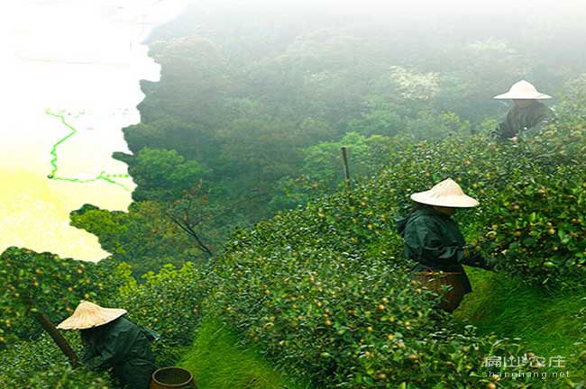 中國大中規(guī)模油茶基地