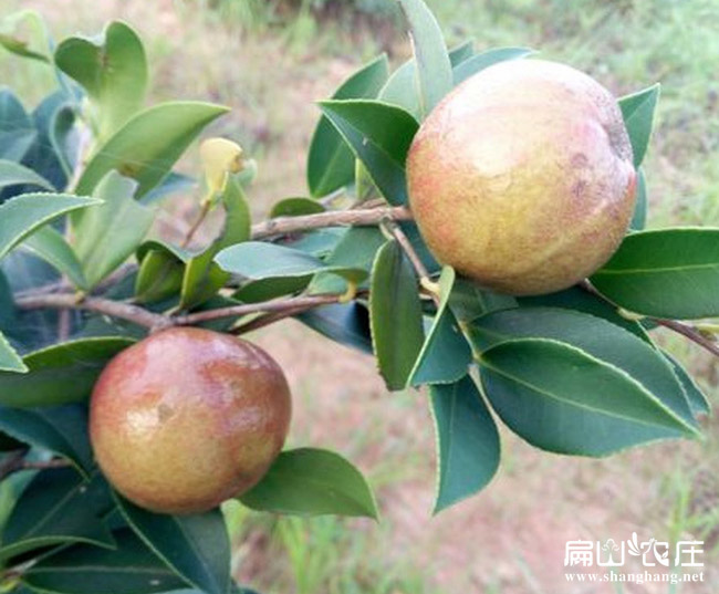 廣西大果油茶