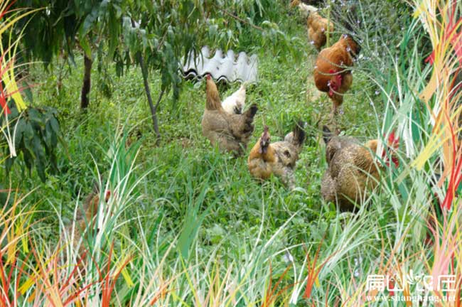 資陽(yáng)黑紅高腳香雞苗孵化基地