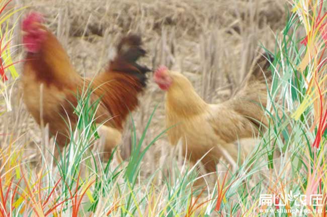 三明土雞飼料供應(yīng)