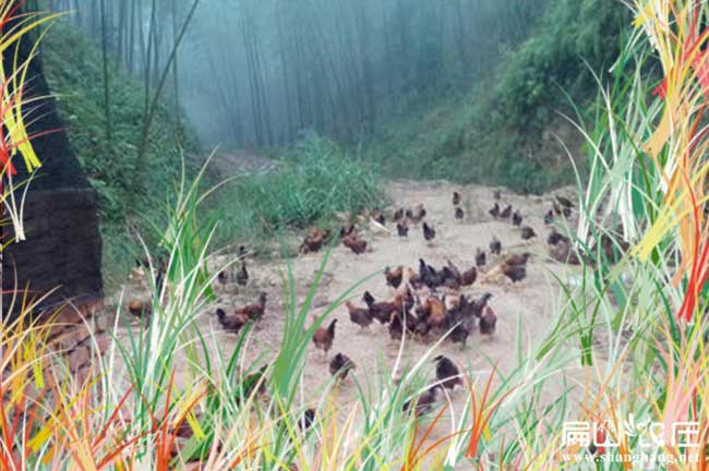 好散養(yǎng)土雞養(yǎng)殖基地