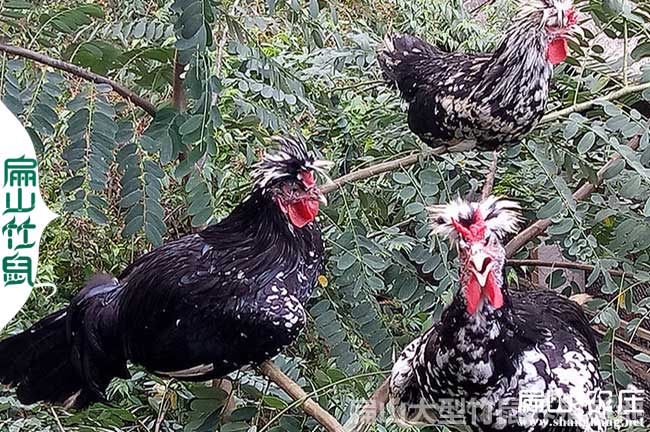 龍巖貴妃苗孵化基地