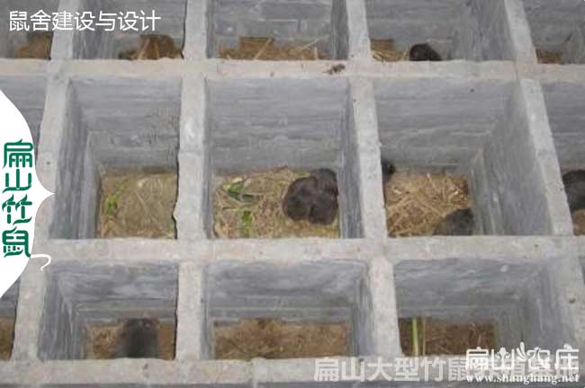 竹鼠窩的建造方法