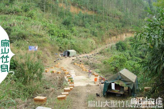 福建扁山竹鼠養(yǎng)殖基地小路