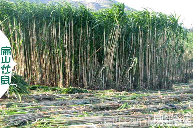 湘潭皇竹草種植基地