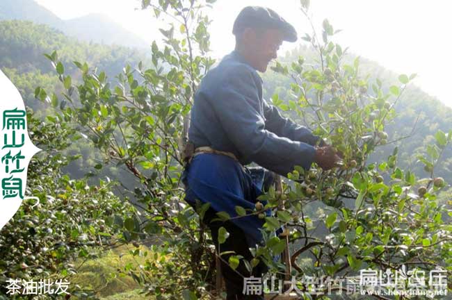 南寧大中的油茶種植基地