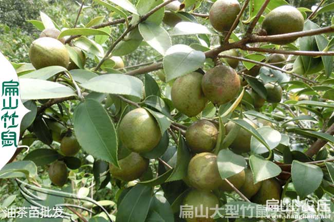 靈山油茶種植