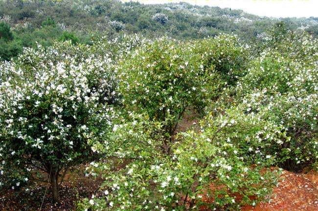 武陵源白花油茶