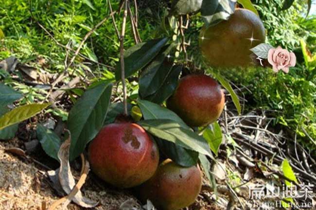 張家界大果油茶