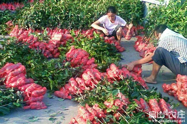 自貢油茶基地發(fā)貨