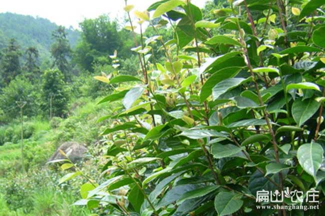 桑植茶樹基地