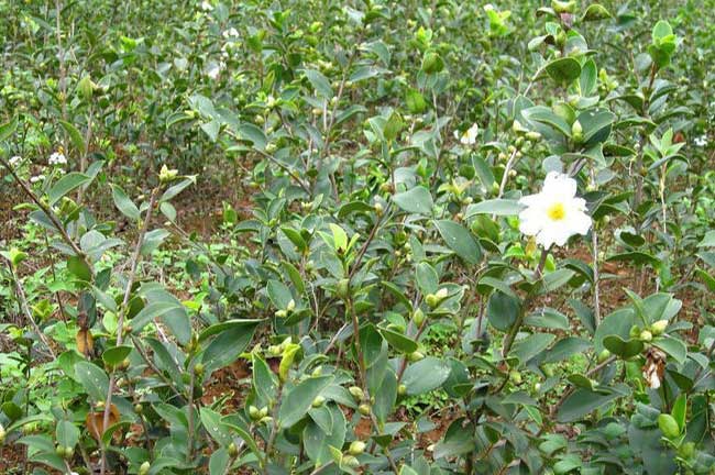 平南白花油茶種植基地