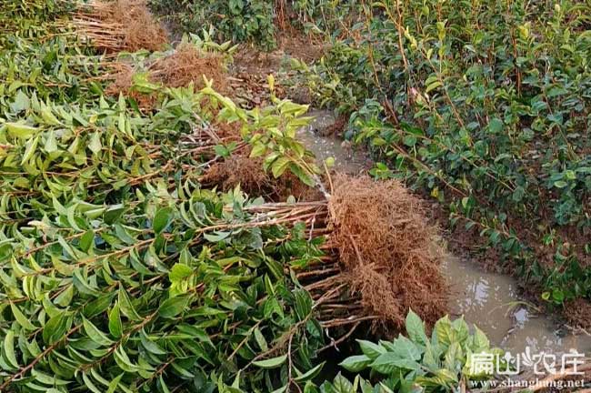 廣西桂林恭城大果紅花油茶苗