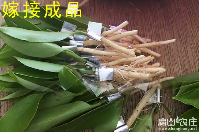 益陽嫁接油茶苗