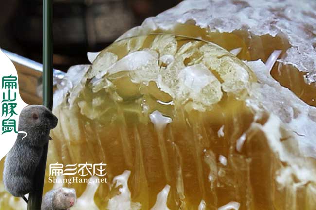 廈門(mén)蜜蜂養(yǎng)殖基地