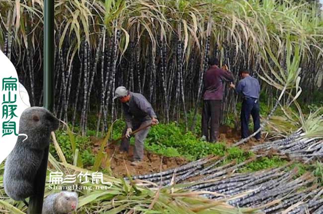 化州竹鼠養(yǎng)殖