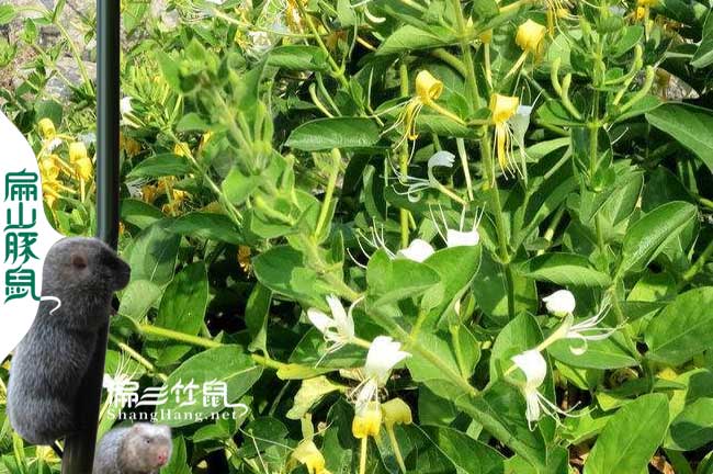 龍巖大中的蜜蜂養(yǎng)殖合作社