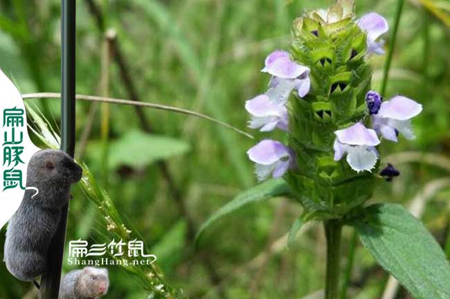 福建竹鼠吃夏枯草