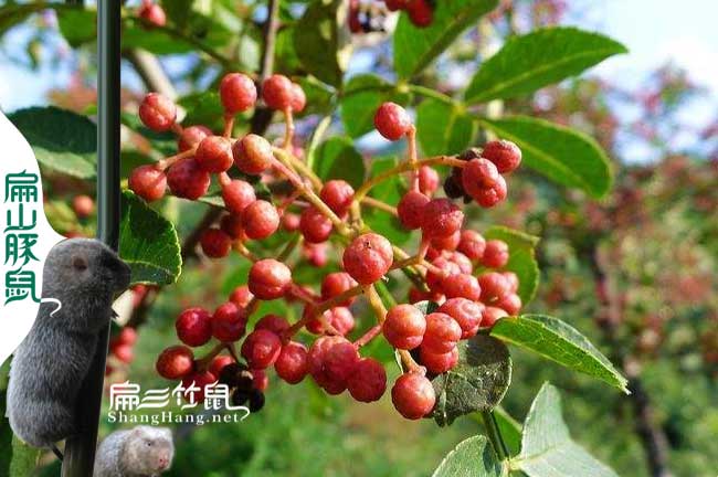 思茅竹鼠養(yǎng)殖基地