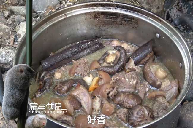 墨江竹鼠養(yǎng)殖