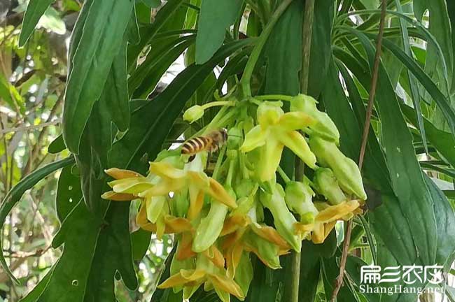 合陽縣茶樹苗種植的品