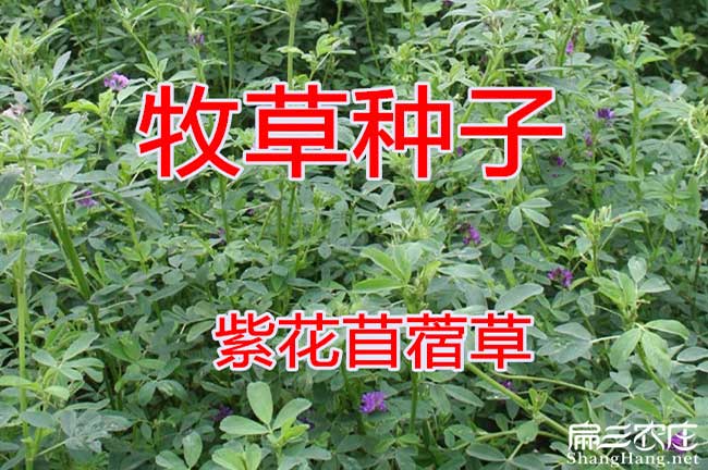 紫花苜蓿種子批發(fā)