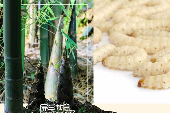 南昌竹蟲養(yǎng)殖