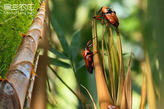 竹蛆養(yǎng)殖技術(shù)