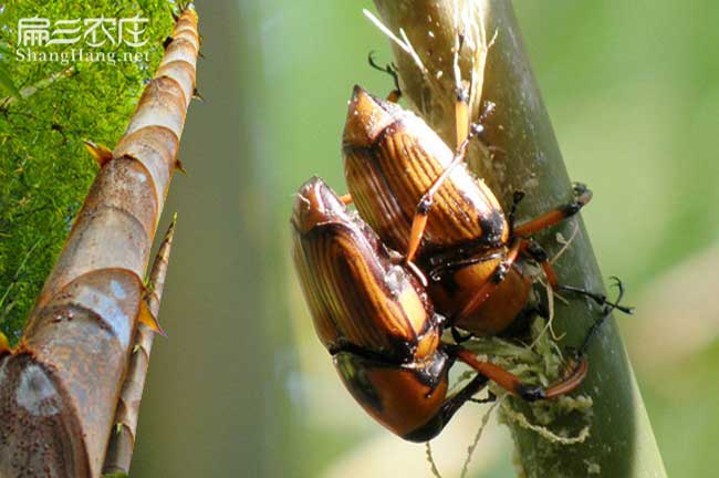 攀枝花竹蟲(chóng)養(yǎng)殖