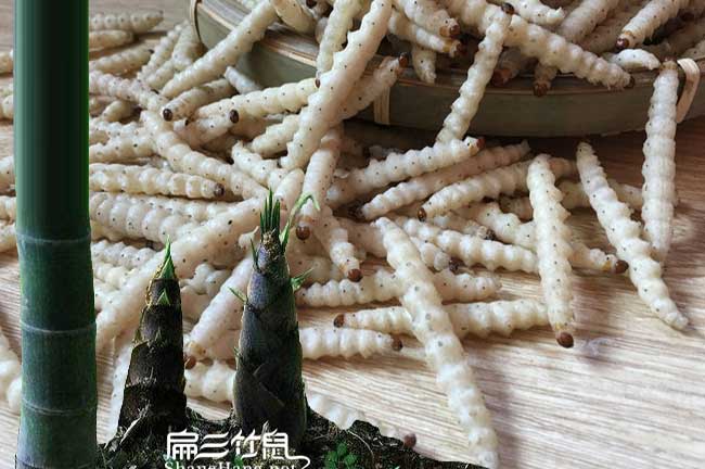 貴州竹蟲養(yǎng)殖基地