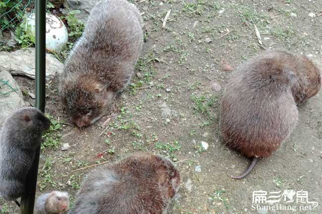 衡東竹鼠養(yǎng)殖基地