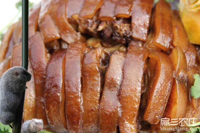 邵陽(yáng)竹鼠肉批發(fā)