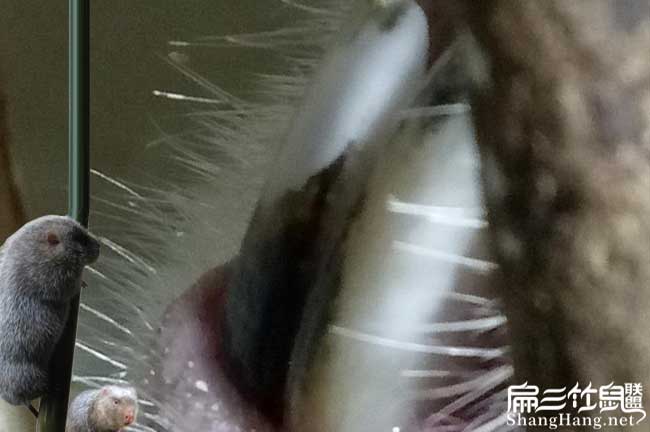 重慶竹鼠牙齒