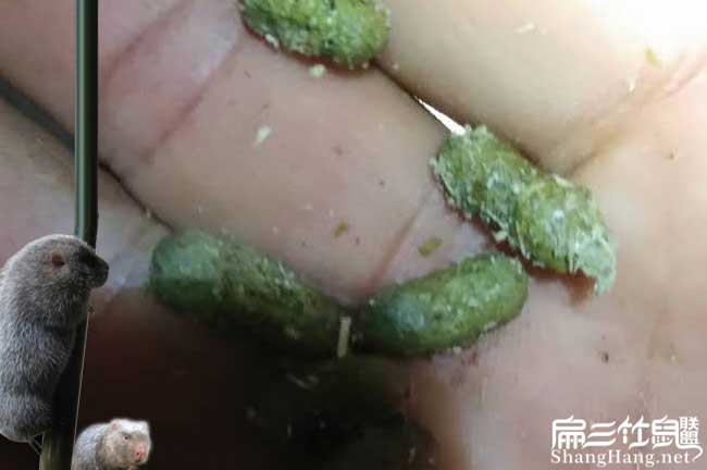 重慶竹鼠養(yǎng)殖腸炎