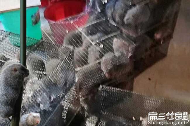 上海商品竹鼠