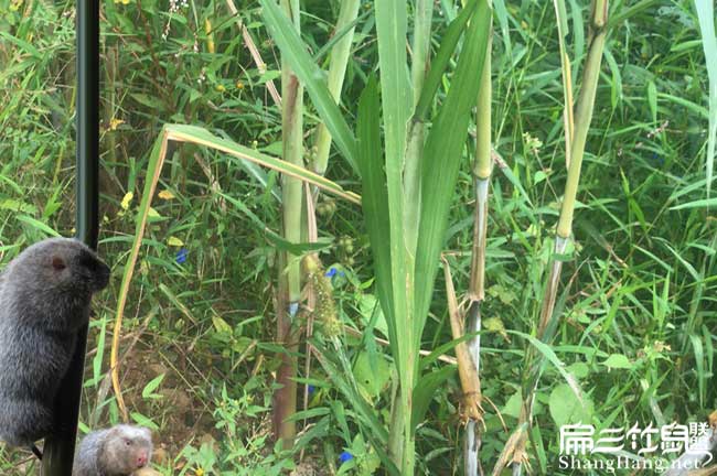 皇竹草種植技術(shù)