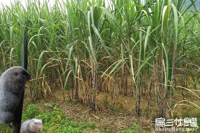 龍巖規(guī)模河田雞苗場 福建龍巖珍珠雞河田雞養(yǎng)殖基地 8萬只