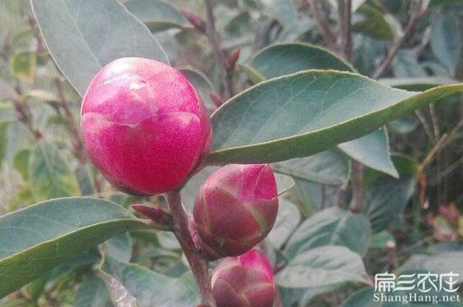 浙江紅花大果油茶