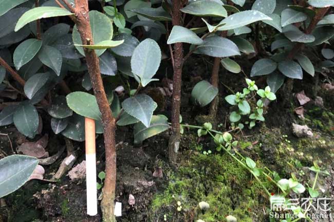 湖南油茶苗批發(fā)茶籽果湖南茶樹(shù)種植基地