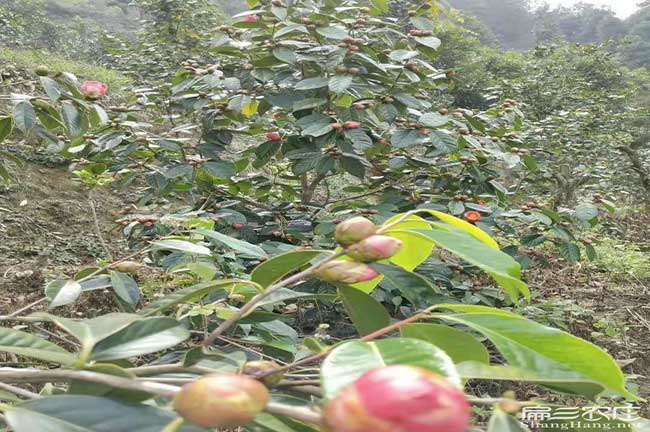 古丈大果油茶基地