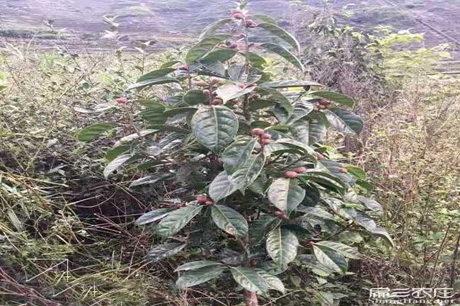 安油茶基地