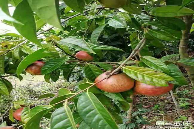 江西大果油茶果子