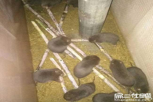 柳州竹鼠種苗清貨