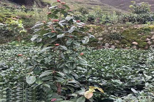 株洲油茶園