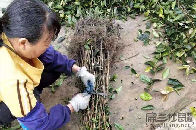 吉首茶油苗種植