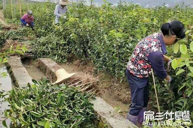 南昌茶樹種植